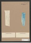 Gomphonema elegans Grun. (de-Toni-Nr.: Genus 37, Species 1764) Zeichnungen Sammlung Grunow Nr. 3514 (NHMW-BOT-W0371078)